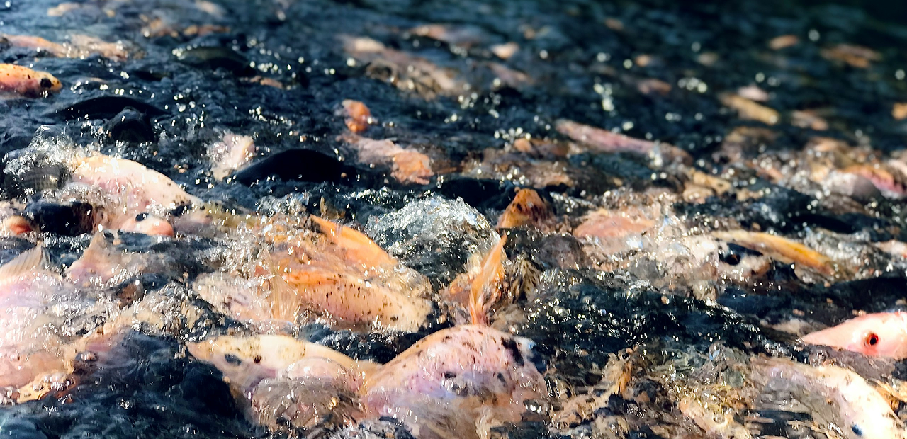 From Tilapia to Trade: Why Gulf Investors Should Pay Attention to West Africa’s Fish Farms